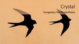  Presentation with bird - Theme consisting of shadow bird - silhouettes of two swallows background and a coral colored foreground