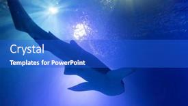  Presentation with shark - Theme enhanced with shadow-of-the-shark-underwater background and a  colored foreground