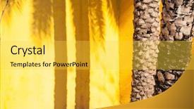  Presentation with oil palm tree - PPT layouts featuring shadow on a yellow wall background and a yellow colored foreground