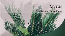  Presentation with palm leaves - PPT theme featuring shadow on light background cycas background and a light gray colored foreground