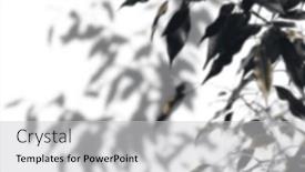  Presentation with shadow - Slides featuring shadow-tree-with-leaves background and a light gray colored foreground