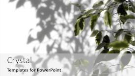  Presentation with shadow - PPT layouts having shadow-tree-with-leaves background and a white colored foreground