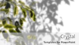  Presentation with shadow - PPT theme having shadow-tree-with-leaves background and a light gray colored foreground