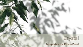  Presentation with shadow - Presentation theme consisting of shadow-tree-with-leaves background and a soft green colored foreground