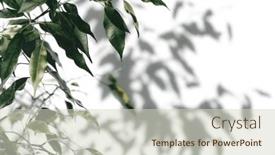  Presentation with shadow - PPT theme with shadow-tree-with-leaves background and a soft green colored foreground