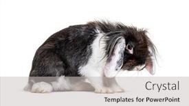 Presentation with rabbit - PPT layouts featuring shaggy-black-and-white-lop background and a light gray colored foreground