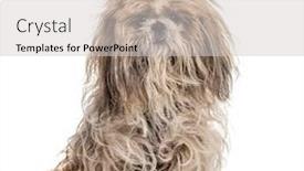  Presentation with white - Audience pleasing PPT layouts consisting of shaggy-shih-tzu-isolated backdrop and a light gray colored foreground