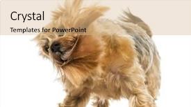  Presentation with old - Theme having shake up - yorkshire terrier standing shaking 6 background and a  colored foreground