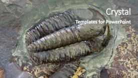  Presentation with fossil - Colorful theme enhanced with shale rock - trilobite fossil in macro view backdrop and a  colored foreground