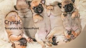  Presentation with cute - Colorful presentation enhanced with shallow dof on one puppy backdrop and a coral colored foreground