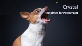  Presentation with focus - Presentation with shallow-focus-on-eye background and a wine colored foreground