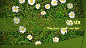  Presentation with heart flowers - Colorful presentation design enhanced with heart shape made from daisy flowers backdrop and a tawny brown colored foreground