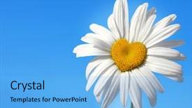  Presentation with daisy - Audience pleasing presentation consisting of shape of a heart backdrop and a light blue colored foreground