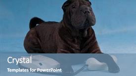  Presentation with pei - Colorful presentation design enhanced with shar-pei dog is call backdrop and a teal colored foreground