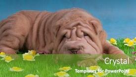  Presentation with pei - Colorful PPT theme enhanced with shar-pei dog sleeping on grass with flowers backdrop and a tawny brown colored foreground