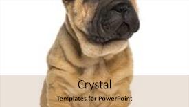  Presentation with pei - Cool new theme with shar pei puppy 2 months backdrop and a coral colored foreground