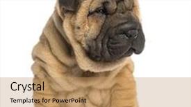  Presentation with pei - Presentation consisting of shar pei puppy 2 months old sitting isolated on white background and a coral colored foreground