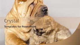  Presentation with pei - Slide deck consisting of shar pei puppy and spitz background and a coral colored foreground