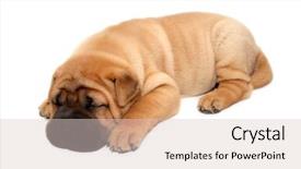  Presentation with pei - Colorful PPT layouts enhanced with shar pei puppy dog sleeping backdrop and a lemonade colored foreground