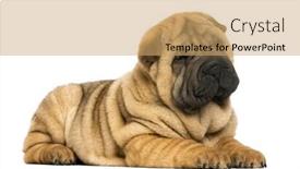  Presentation with pei - Slide set consisting of shar pei puppy lying down 11 weeks old isolated on white background and a coral colored foreground