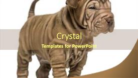  Presentation with pei - PPT theme featuring shar-pei-puppy-standing-isolated background and a coral colored foreground