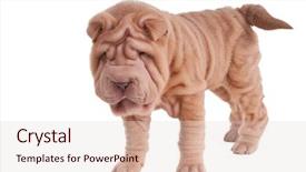  Presentation with pei - Theme consisting of shar-pei puppy standing isolated on white background background and a lemonade colored foreground