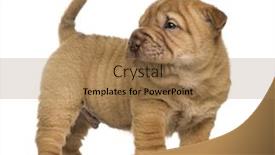  Presentation with pei - Slide deck with shar-pei-puppy-standing-looking background and a coral colored foreground
