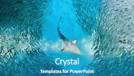  Presentation with shark - Theme consisting of shark and small fishes background and a teal colored foreground