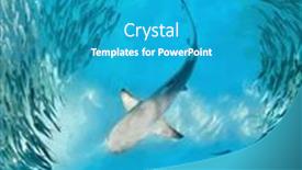  Presentation with shark - Slide set featuring shark-and-small-fishes background and a teal colored foreground