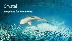  Presentation with shark - Slide set enhanced with shark-and-small-fishes background and a ocean colored foreground