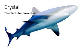  Presentation with shark - Presentation enhanced with shark cutout caribbean reef shark background and a white colored foreground