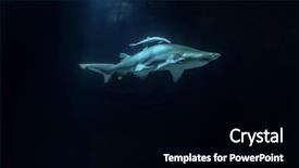  Presentation with under water - Slide deck with shark hunting under water predator background and a black colored foreground