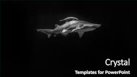  Presentation with ocean shark - Amazing PPT layouts having shark hunting under water predator backdrop and a black colored foreground