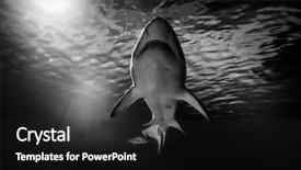  Presentation with ocean shark - Presentation enhanced with shark hunting under water predator background and a dark gray colored foreground
