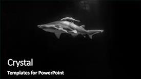  Presentation with ocean shark - Slide set having shark hunting under water predator background and a black colored foreground