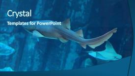  Presentation with emirates - Audience pleasing slide deck consisting of shark in an aquarium dubai backdrop and a ocean colored foreground