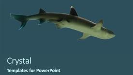  Presentation with ocean shark - PPT layouts with shark-in-the-ocean background and a ocean colored foreground