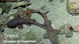  Presentation with ocean shark - Theme having shark-in-the-ocean background and a gray colored foreground