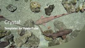  Presentation with ocean shark - Presentation theme enhanced with shark-in-the-ocean background and a gray colored foreground