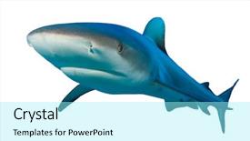  Presentation with shark - Audience pleasing slide deck consisting of shark isolated white background grey backdrop and a arctic colored foreground