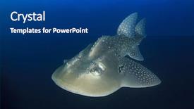  Presentation with shark - Beautiful slides featuring shark ray bowmouth guitarfish backdrop and a ocean colored foreground