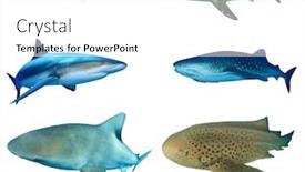  Presentation with shark - Theme having shark-species-isolated-on-white background and a white colored foreground