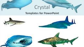  Presentation with shark - Colorful PPT theme enhanced with shark-species-isolated-whale-shark backdrop and a light blue colored foreground