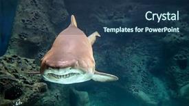  Presentation with shark - Presentation consisting of shark underwater in natural aquarium background and a ocean colored foreground