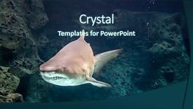  Presentation with shark - Beautiful presentation design featuring shark underwater in natural aquarium backdrop and a navy blue colored foreground