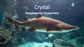 Presentation with shark - Colorful presentation enhanced with shark underwater in natural aquarium backdrop and a ocean colored foreground