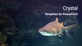  Presentation with shark - Colorful slides enhanced with shark underwater in natural aquarium backdrop and a  colored foreground