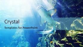  Presentation with coral - PPT layouts having shark underwater swimming over coral background and a light blue colored foreground