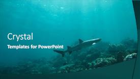  Presentation with shark - PPT layouts having shark underwater background and a teal colored foreground