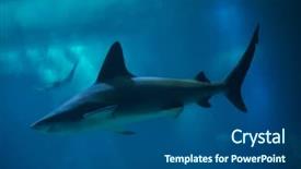  Presentation with shark - Beautiful PPT theme featuring sharks - sandbar shark carcharhinus plumbeus also backdrop and a ocean colored foreground